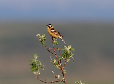  Smiths Longspur  Denali Hwy.