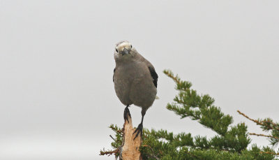 Clarks Nutcracker