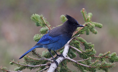  Stellers Jay Paradis In mount Rainier