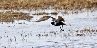   American Golden-Plover