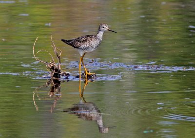  Lesser Yellowlegs