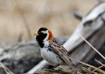  Lapland Longspur