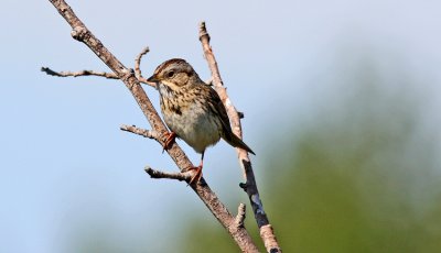 Lincolns Sparrow Potter Marshes.jpg