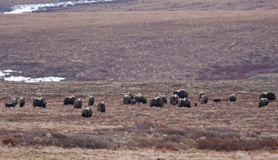  Muskoxe Nome 150 ex.