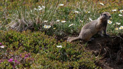  Aretic Ground Squirrel