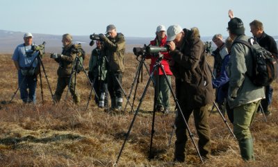 Bird-watcher Bristle-thighed Curlew