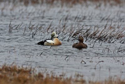 555 Stellers Eider.jpg