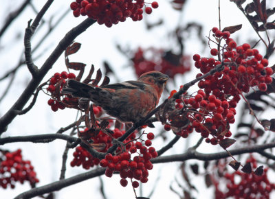 Bändelkorsnäbb Two-barred Crossbil