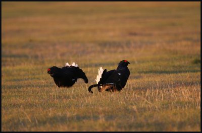 Black Grouse Dalarna