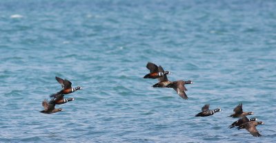 Harlequin Duck