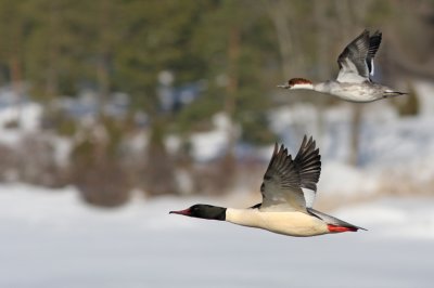 Storskrake Salskrake uppland