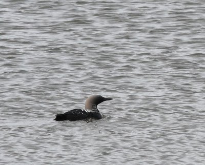  Stillahavslom Pacific Loon. Alaska