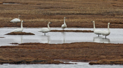  Tundra Swan