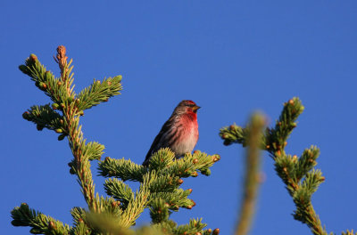 Gråsiska Common Redboll