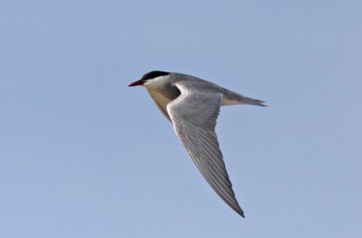 Skggtrna Whiskered Tern