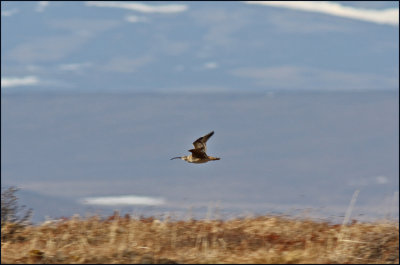  Bristle-thighed Curlew