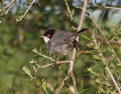 Sammetshätta Sardinian Warbler Spanien