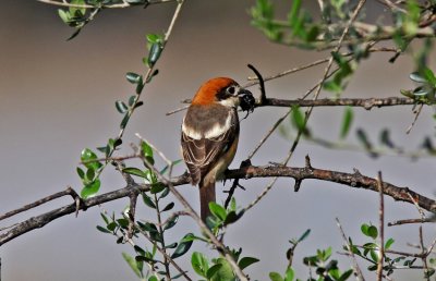  Rödhuvad t. Woodchat Shrike Spanien