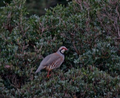 Rödhöna Red-legged Partridge