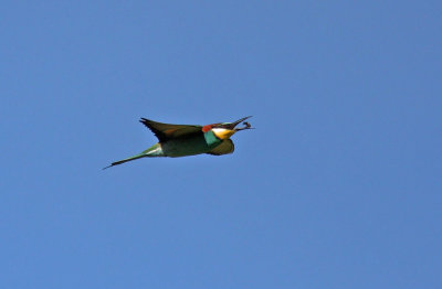 Biätare  Bee-eaters Spanien