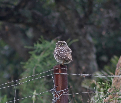 Minervauggla Litte Owl
