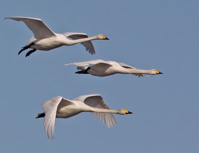  Sngsva Whooper swan