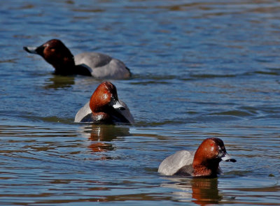 Brunand Pochard