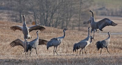 Tranor Crane Uppland