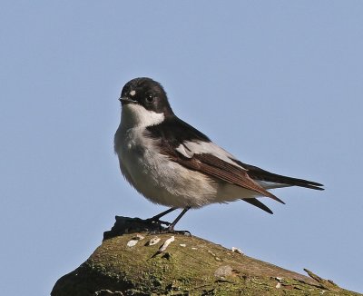 Svartvit F. Pied Flycatcher Täby