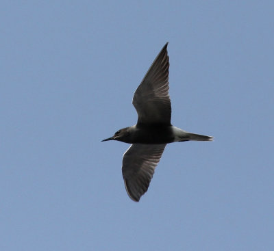 Svarttrna Black Tern
