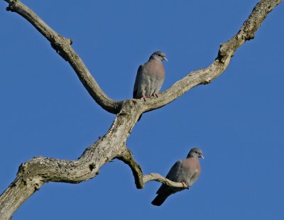 Skogsduva Stock Dove Täby