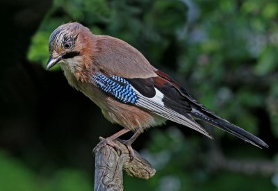 Nötskrika Jay Uppland