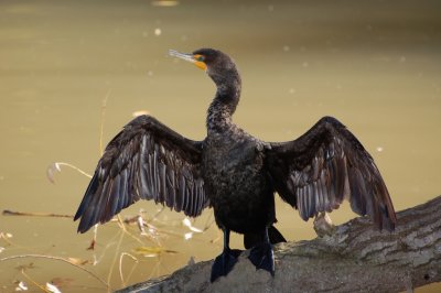 Double-Crested Cormorant