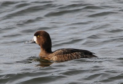 Greater Scaup (Female)