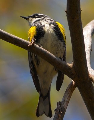 Yellow-Rumped Warbler (Male)