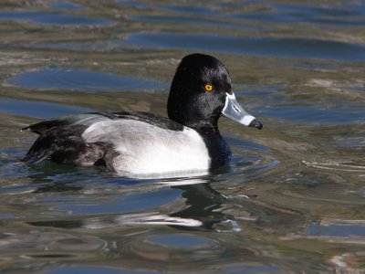 Ring-necked Duck