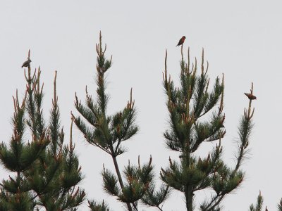 Red Crossbills (Loxia curvirostra)