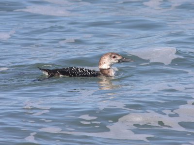 Common Loon close in to beach
