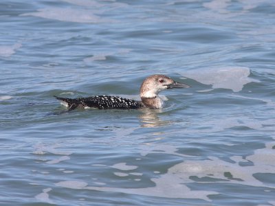 7-Mar-09 : Moss Landing