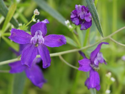 Larkspur