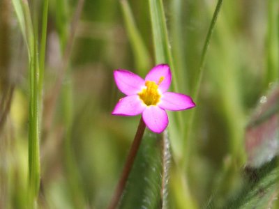 Linanthus bicolor; True Babystars