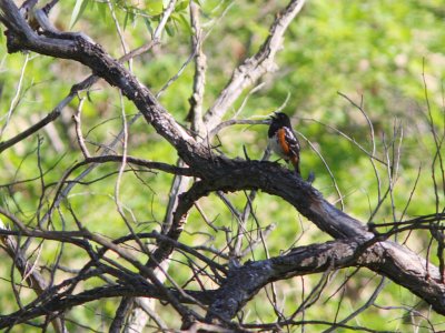 Spotted Towhee