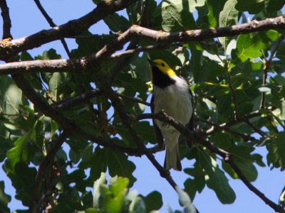 Hermit Warbler