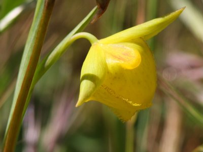 Mt. Diablo Globe Lily - Calochortus pulchellus