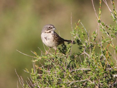 Bell's Sage Sparrow