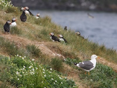 Lesser Black-backed Gull with Puffins