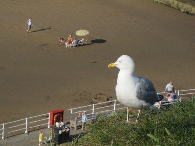 Herring Gull at Whitby