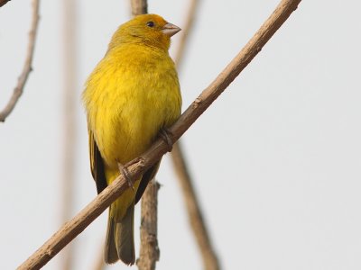 Saffron Yellow-finch