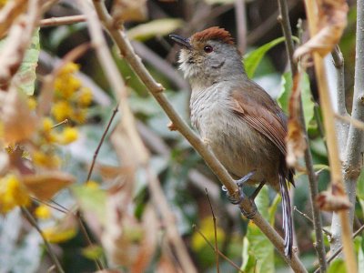 Rufous-capped Antshrike