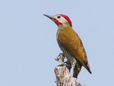 Golden-olive Woodpecker (crop of the previous shot)